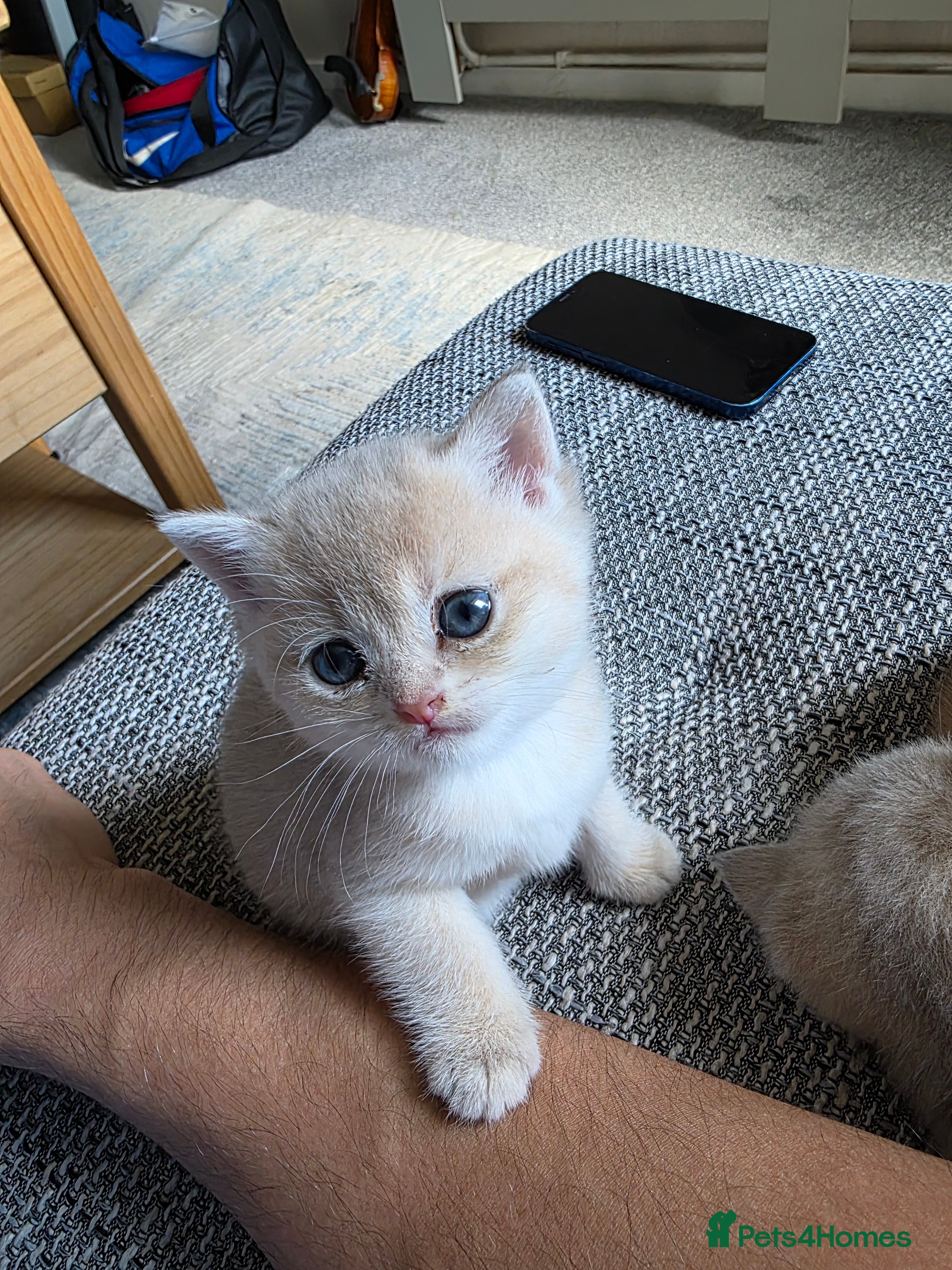 British Shorthair cats British shorthair Tica😻😽🐈😺😍🌹🌸🌼 - Advert 13