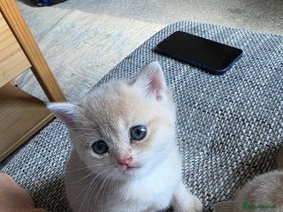 British Shorthair cats British shorthair Tica😻😽🐈😺😍🌹🌸🌼 - Advert 3