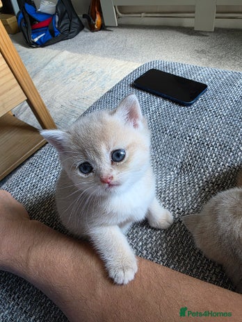 British Shorthair cats British shorthair Tica😻😽🐈😺😍🌹🌸🌼 - Advert 2