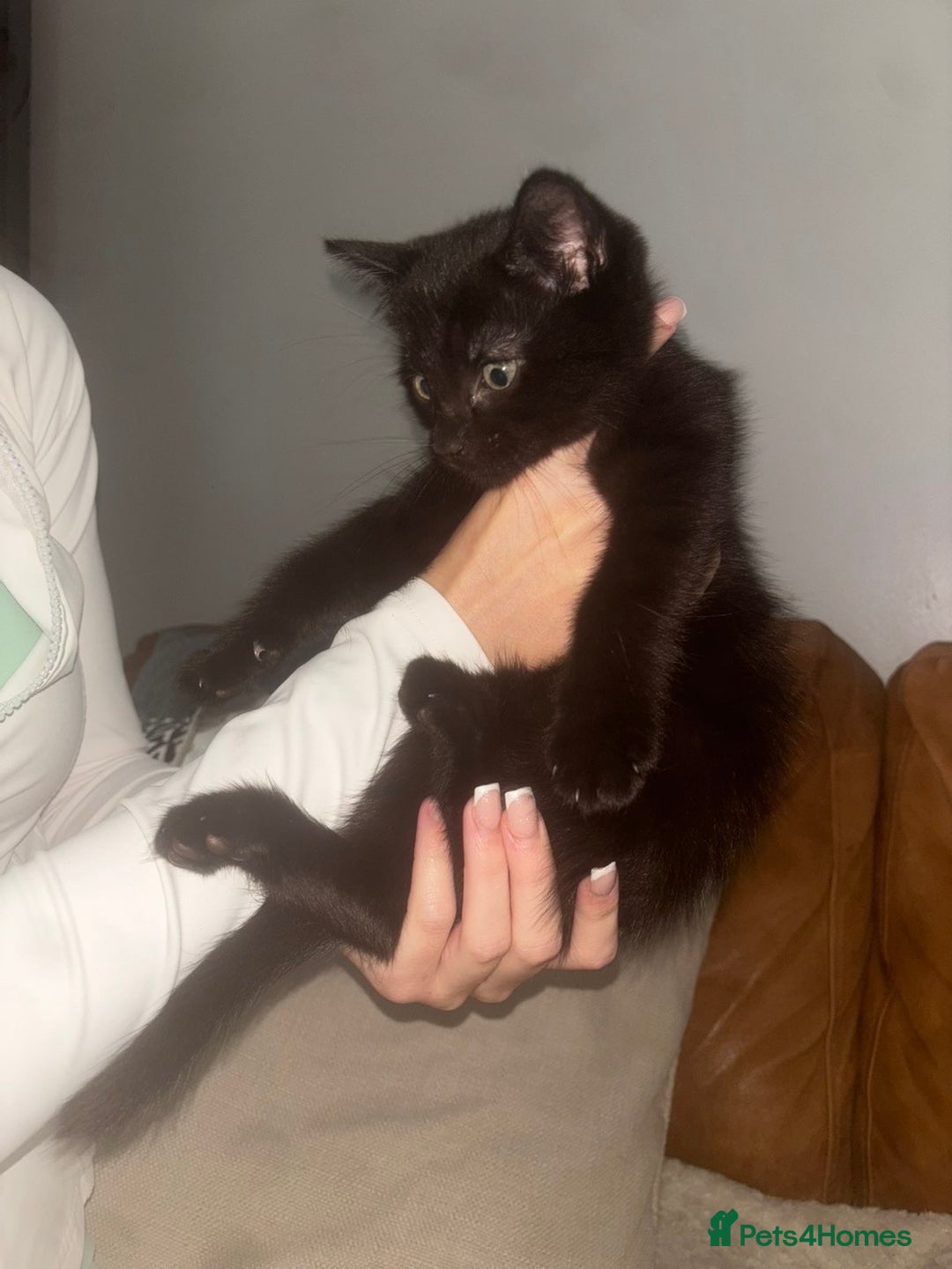 Mixed Breed cats for sale: Black, Black and white Kittens  - Image 4