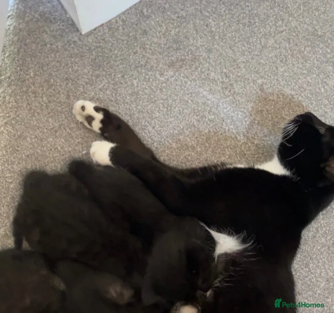 Domestic Shorthair cats for sale: Domestic shorthair male kitten  in Walton-on-Thames - Advert 1