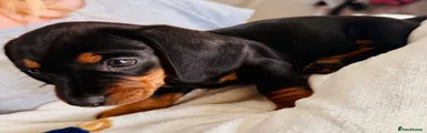 Miniature Dachshund Puppy 5
