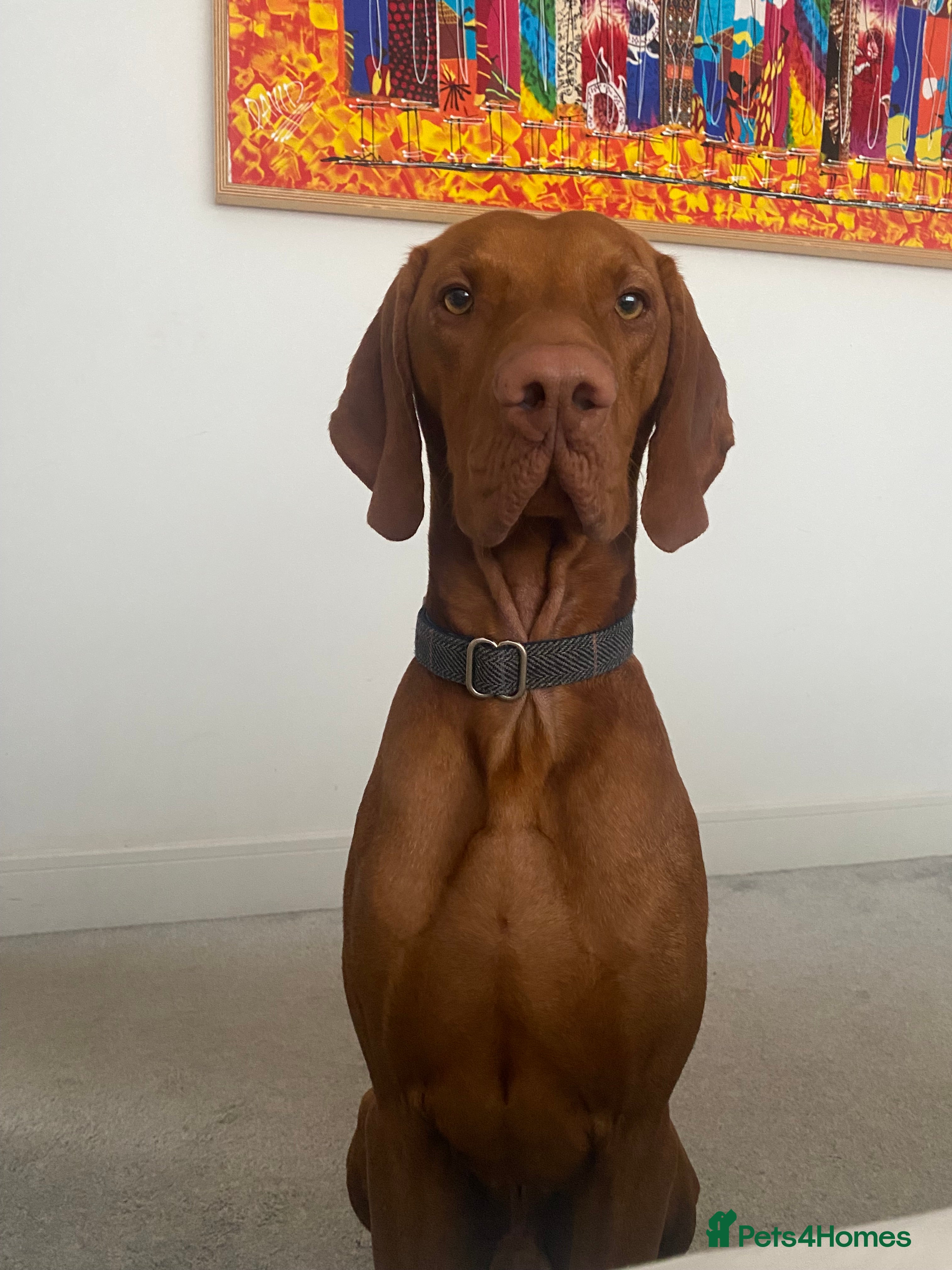 Hungarian Vizsla dogs Full KC Registered Hungarian Vizsla for stud - Advert 1