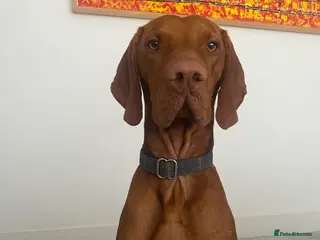 Hungarian Vizsla dogs Full KC Registered Hungarian Vizsla for stud - Advert 1