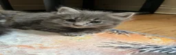 Norwegian Forest Cat cats for sale: Norwegian & American Bobtail Healthy Kittens 🐱 ✨✨ in Attleborough - Advert 9