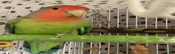 Lovebirds birds for sale: Beautiful baby lovebird - Advert 6