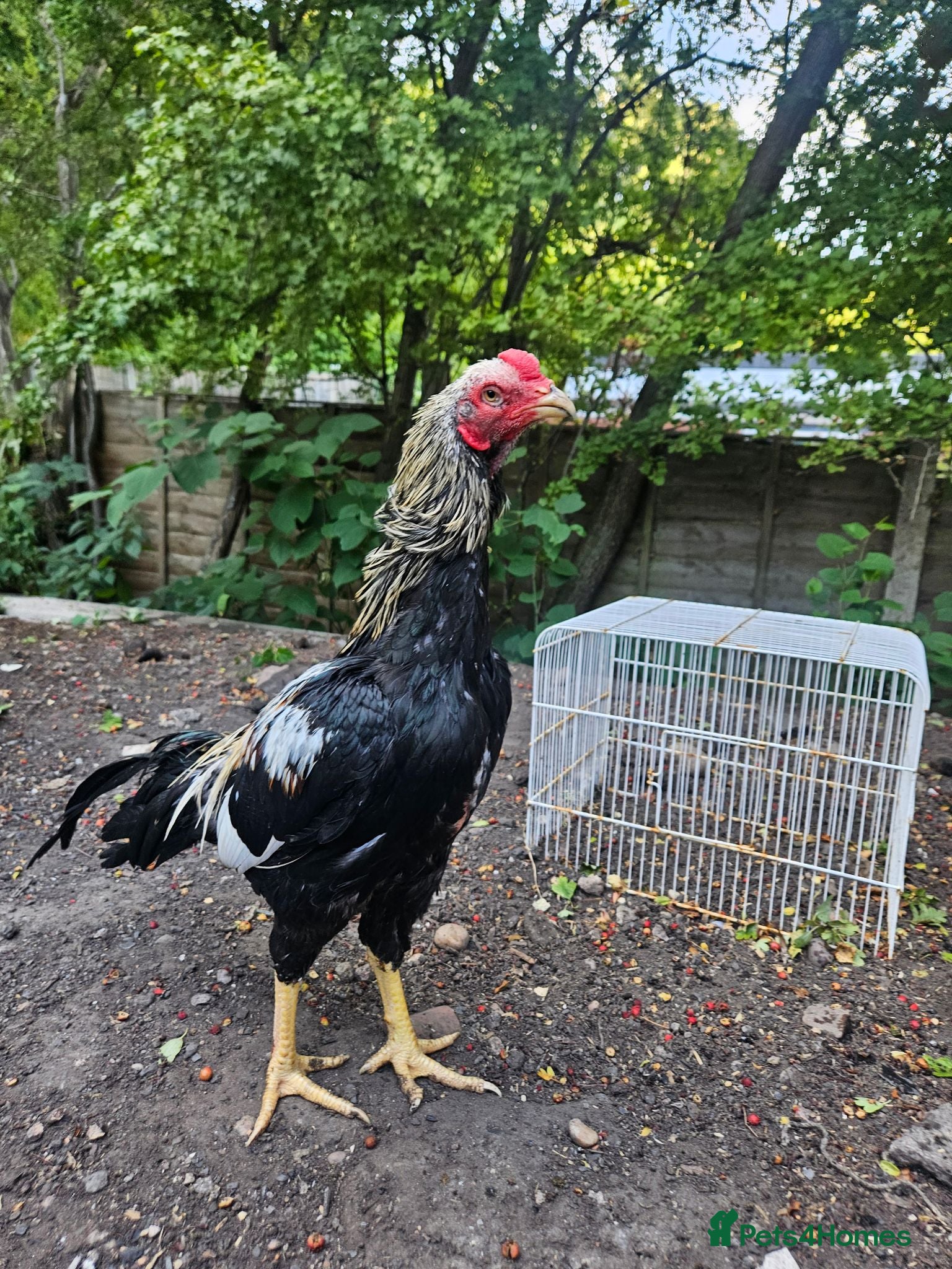 Chickens poultry Aseel- Different Prices - Advert 2