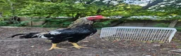 Chickens poultry for sale: Aseel- Different Prices in Walsall - Advert 1