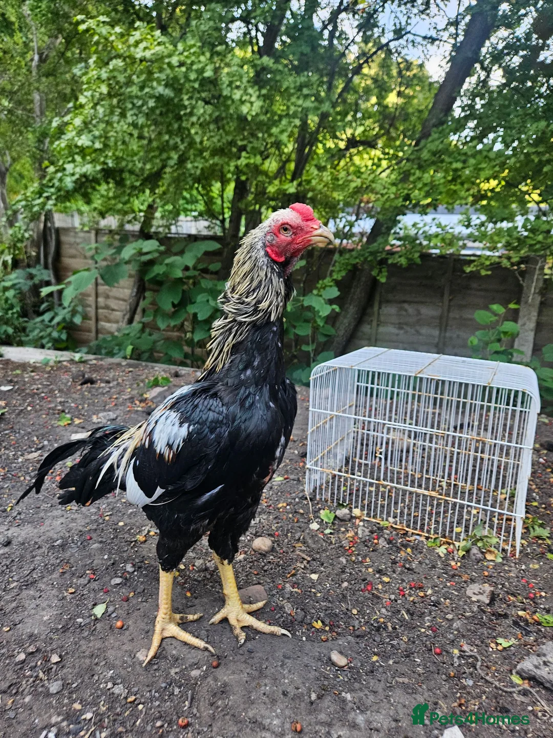 Chickens poultry for sale: Aseel- Different Prices in Walsall - Advert 1