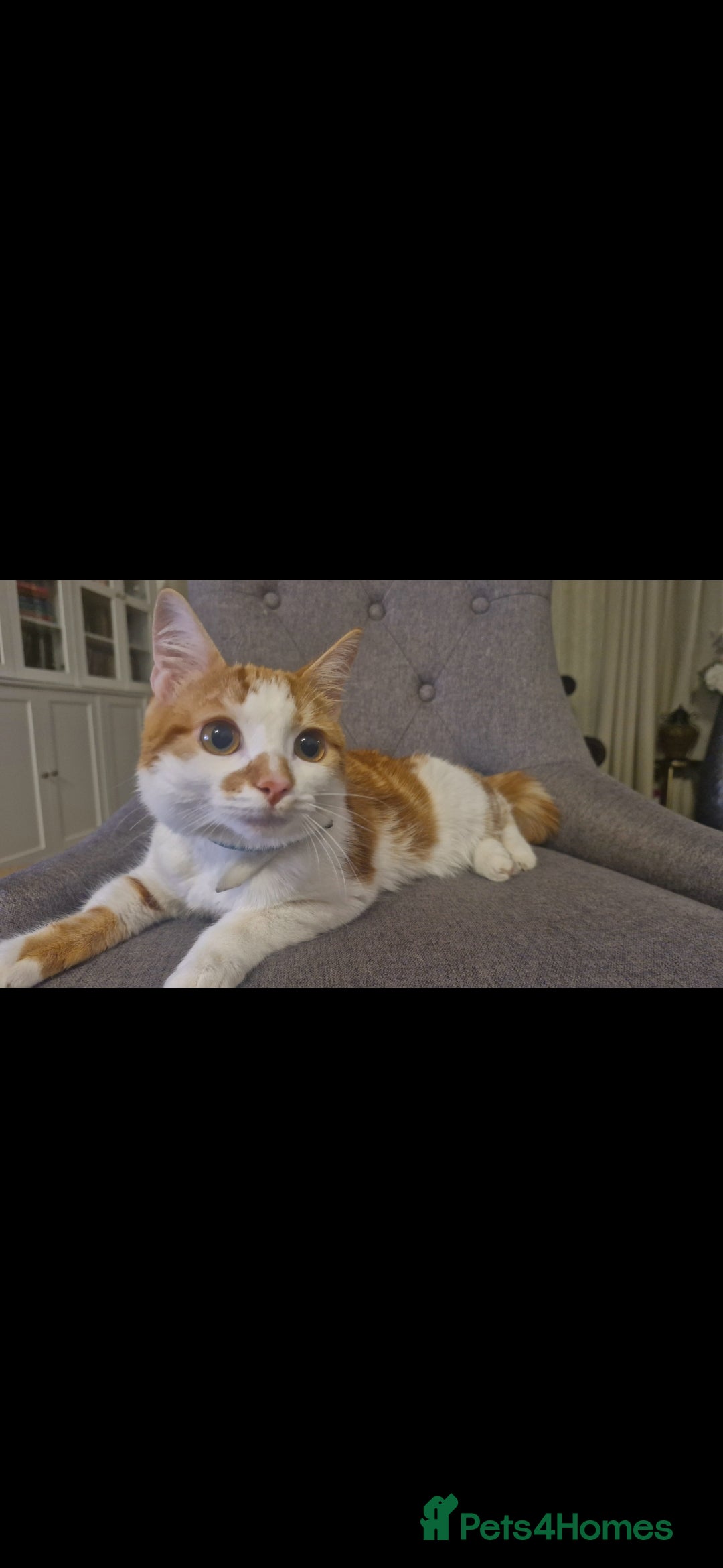 American Shorthair cats Simba - Advert 7