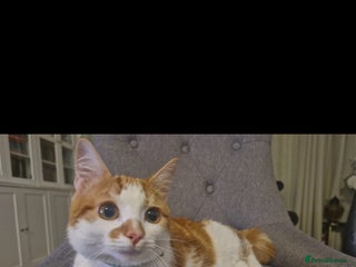 American Shorthair cats Simba - Advert 3