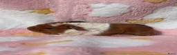 Guinea Pig rodents for sale: One sow one boar looking for homes  - Advert 1