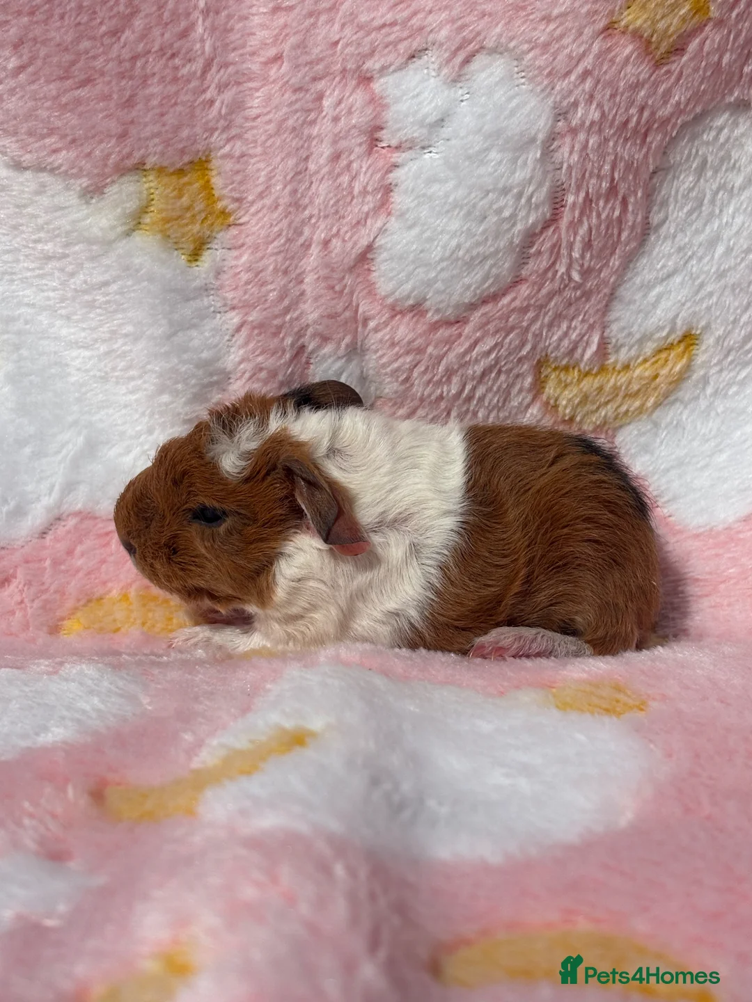 Guinea Pig rodents for sale: One sow one boar looking for homes  - Advert 1