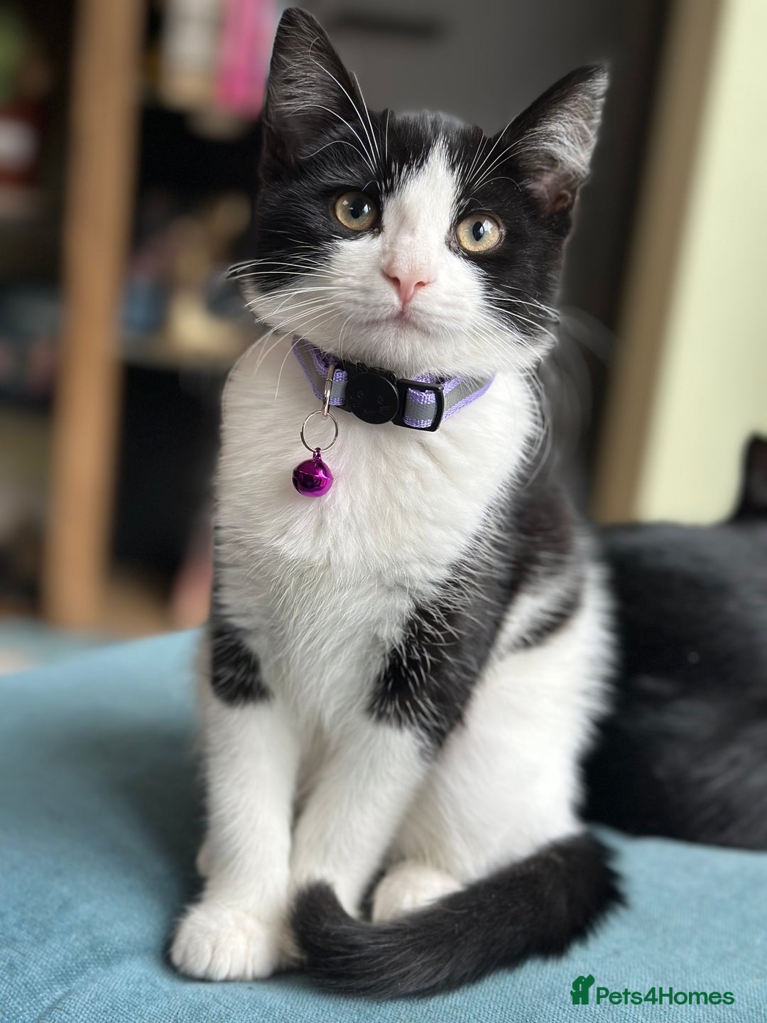 Mixed Breed cats for sale: Beautiful tuxedo kittens  - Image 3