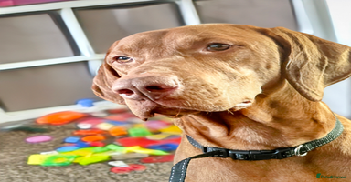 Hungarian Vizsla dogs - Advert 5