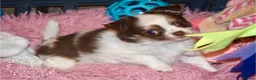 Chihuahua dogs for sale: Beautiful long coat chihuahua puppies - Advert 3