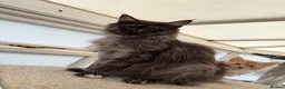 Maine Coon cats for sale: 2 Maine coon boys - Advert 2