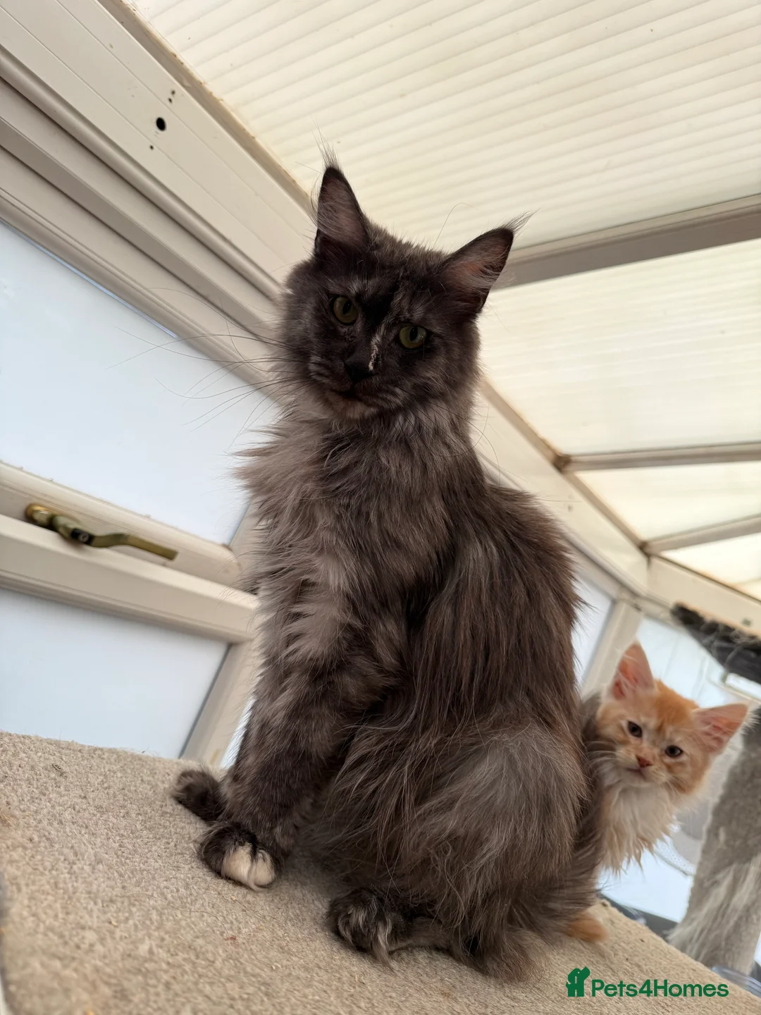 Maine Coon cats for sale: 2 Maine coon boys - Advert 2