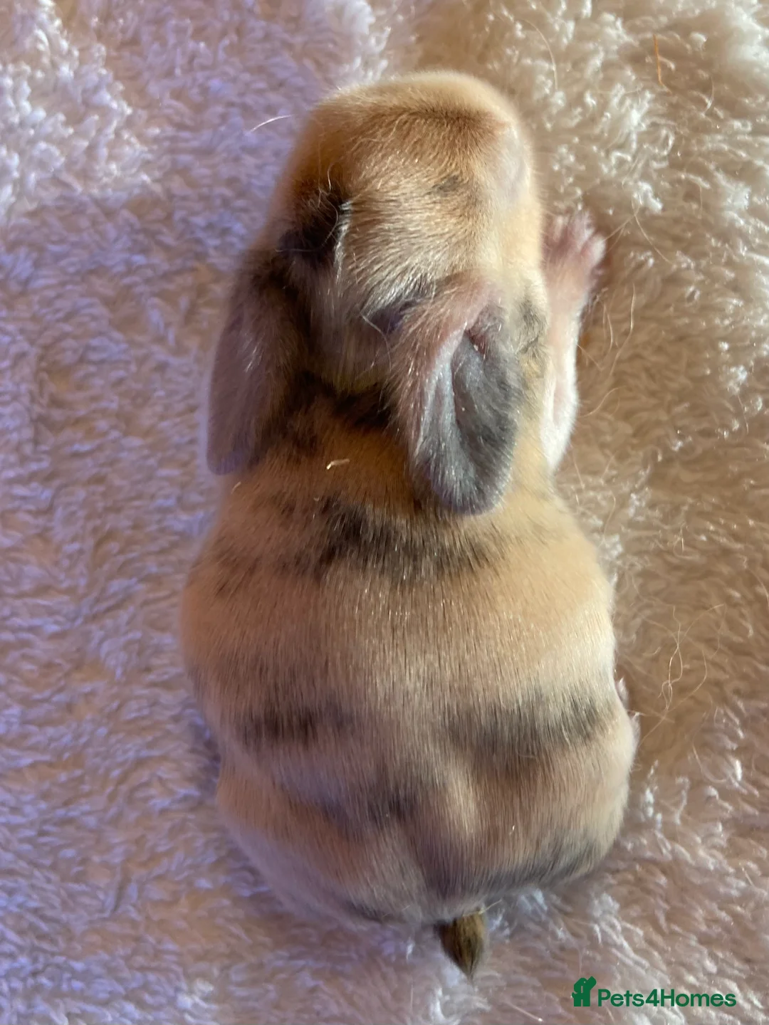 Mini Lop rabbits for sale: Mini Lop Rabbits Waitlist 2026 - Advert 2