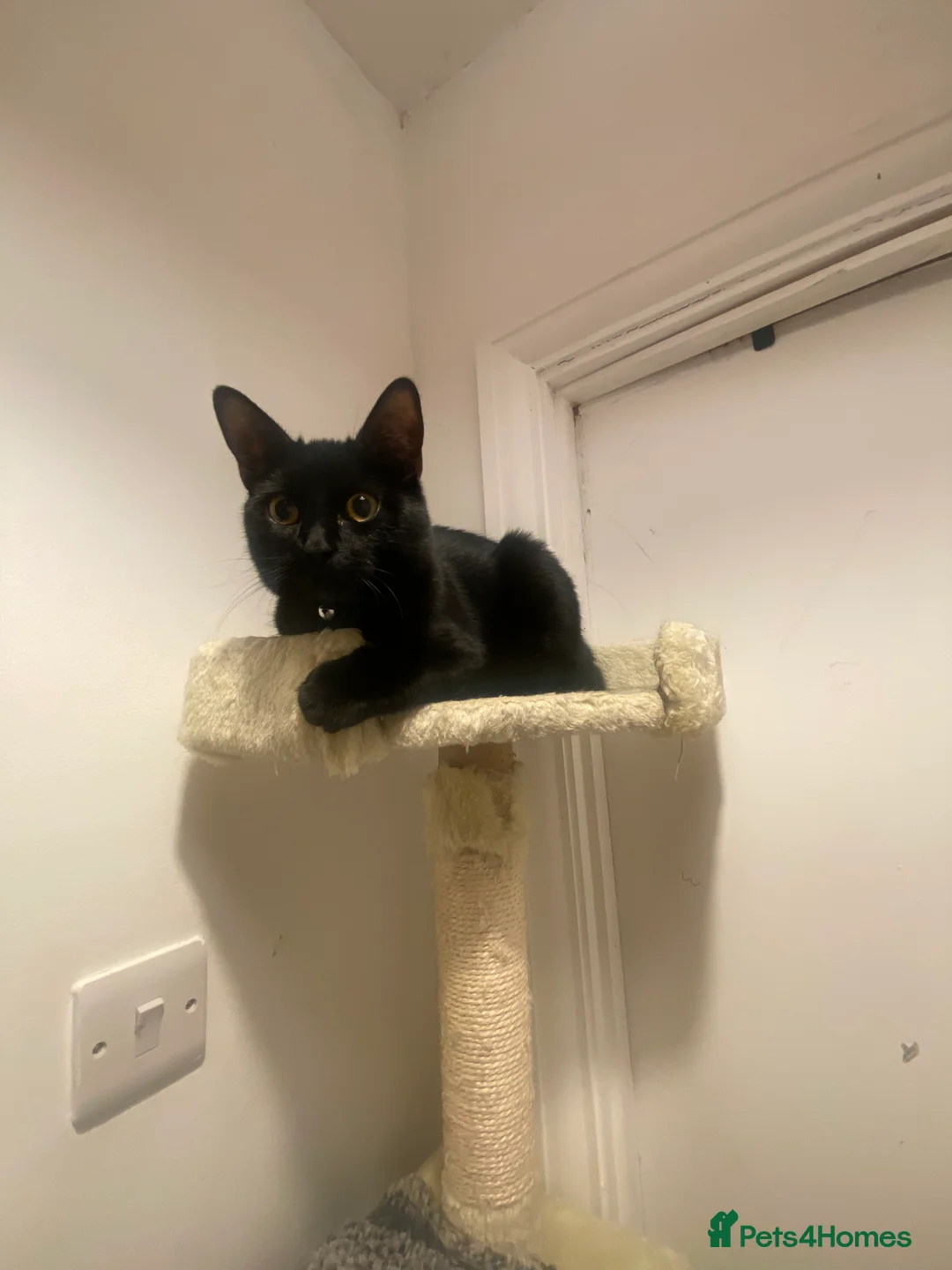 British Shorthair cats for sale: Beautiful Black kitten looking for forever home.  - Advert 9