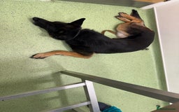 German Shepherd dogs for sale: 8 year old GSD bitch looking for a new home.  - Image 9
