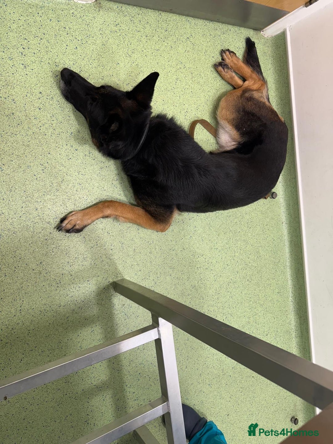 German Shepherd dogs for sale: 8 year old GSD bitch looking for a new home.  - Image 9