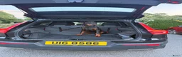 Dobermann dogs for sale: 9 month old Doberman in Heathfield - Advert 4