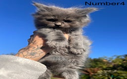 Ragdoll cats for sale: 😍Ragdoll&British Shorthair Mix😍 - Image 12