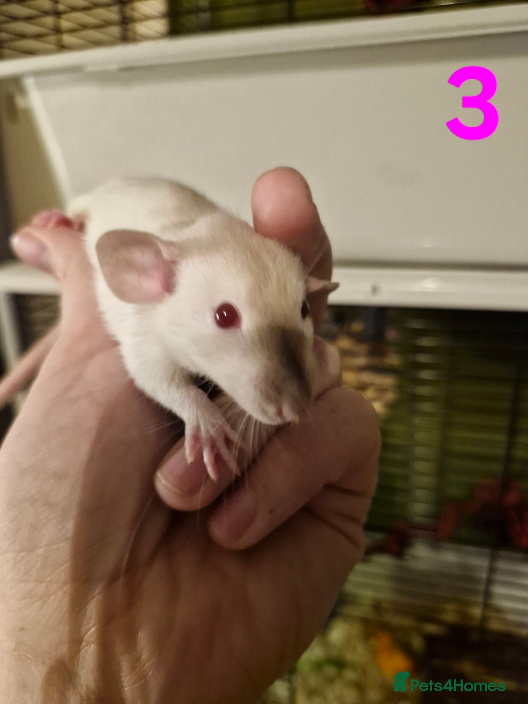 Rat rodents for sale: 9 gorgeous Male Rats - Image 9