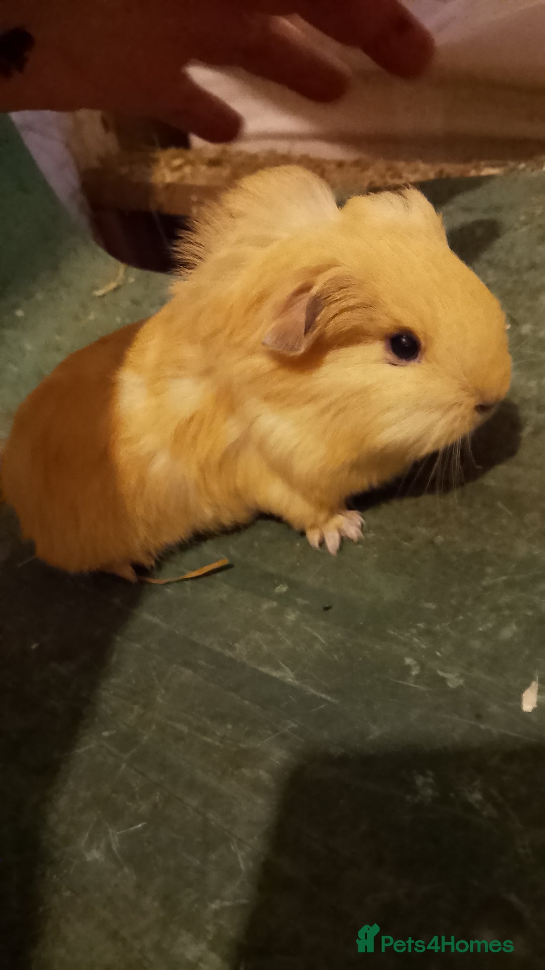 Guinea Pig rodents for sale: Guinea pig boys sheltie.peruvian. coronet - Advert 3