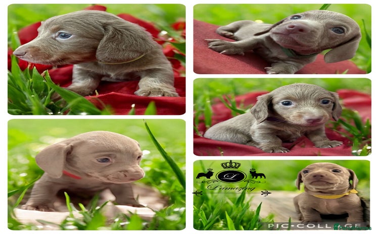 Miniature Dachshund dogs - Advert 1