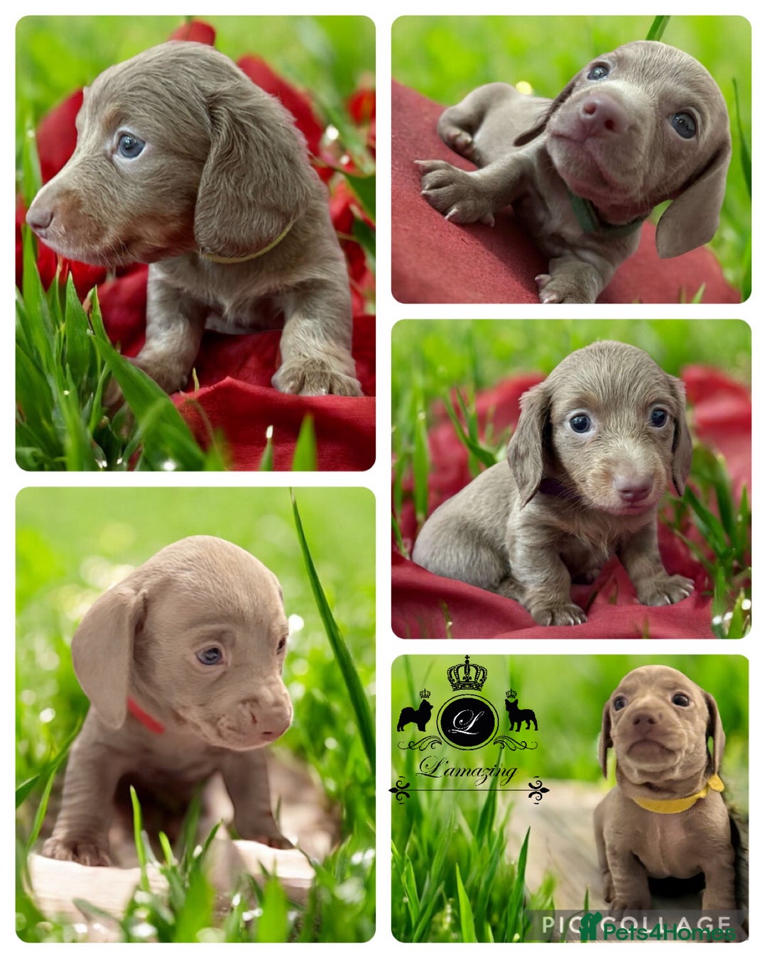 Miniature Dachshund dogs for sale: Stunning Isabella mini reg 5* health cert ready - Image 3