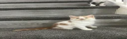 Mixed Breed cats for sale: 2 adorable male kittens ready to be rehomed!!  in Liverpool - Advert 2