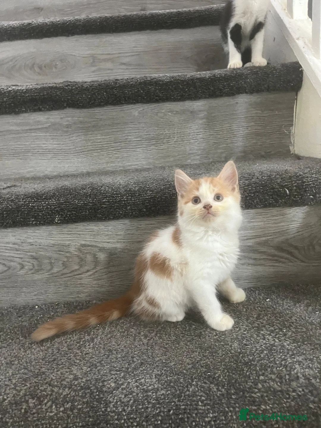 Mixed Breed cats for sale: 2 adorable male kittens ready to be rehomed!!  in Liverpool - Advert 2