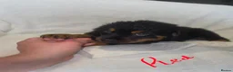 Rottweiler dogs for sale: Rottweiler puppies  READY TO GO  in Newcastle upon Tyne - Advert 10