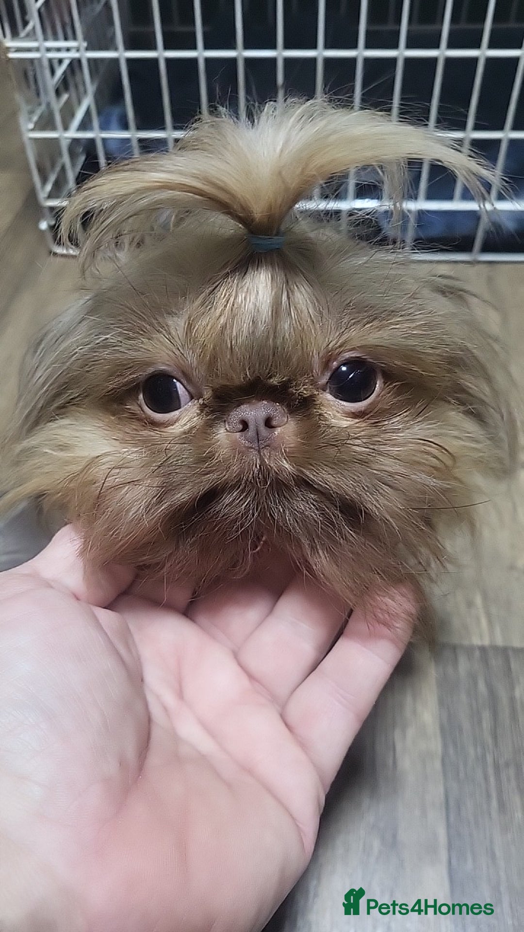 Shih Tzu dogs for stud: imperial orange/gold 1.7kg tiny boy for stud - Advert 6