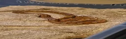 Corn Snake reptiles for sale: Corn snake with enclosure in Birmingham - Advert 3