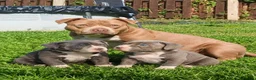 American Bully dogs for sale: American pocket bullys  - Advert 6