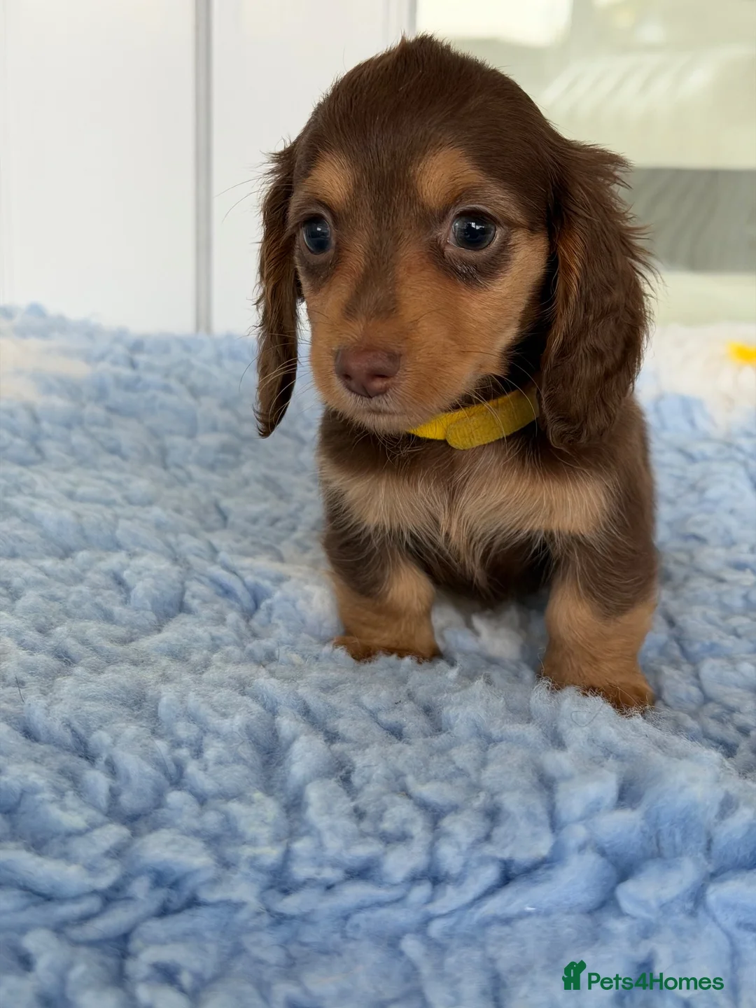 Miniature Dachshund dogs for sale: Kc Kaninchen dachshund weeny weeny  - Advert 2