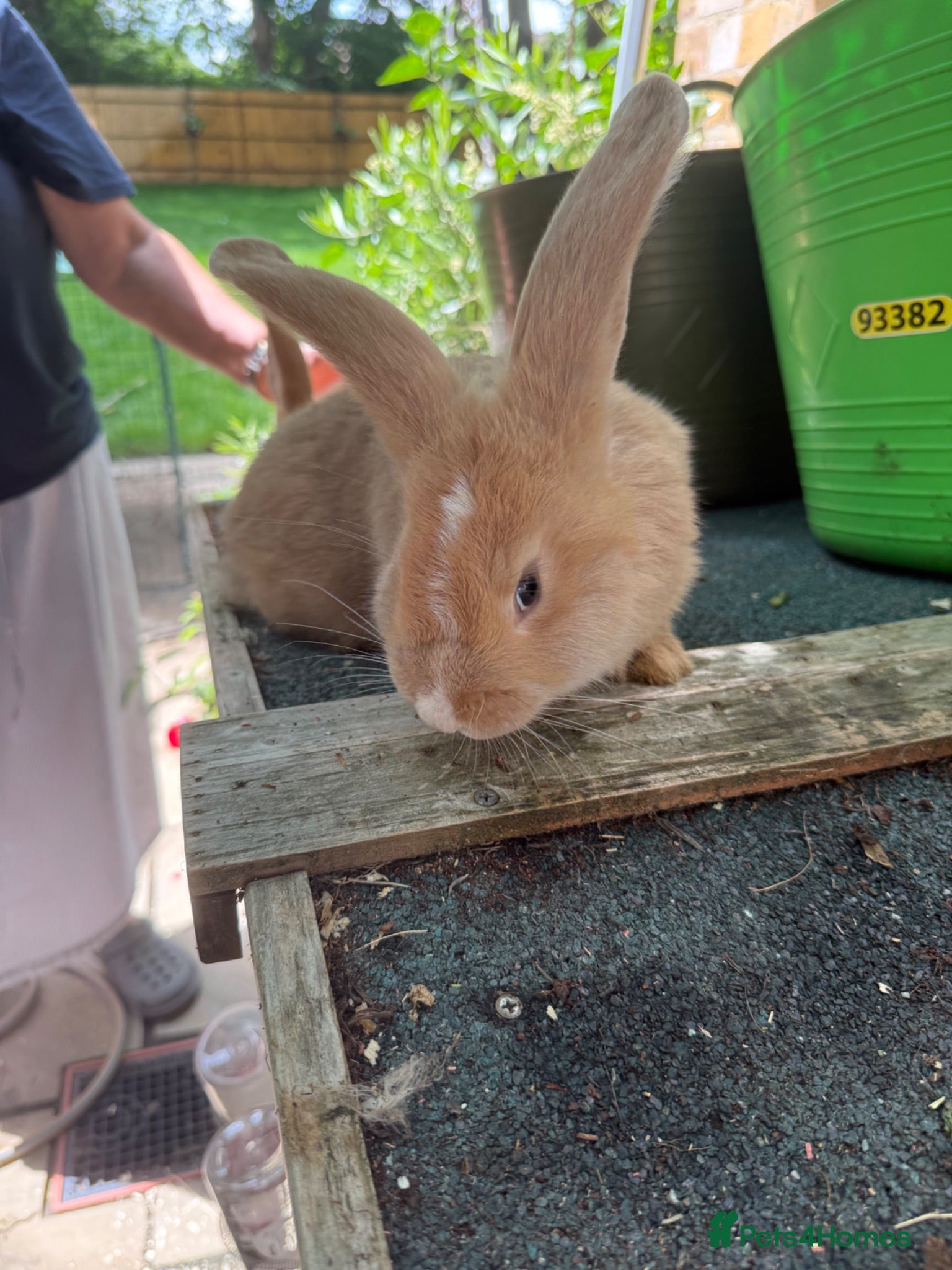 Continental Giant rabbits gorgeous continental giantxFrench lop READY TO GO - Advert 1
