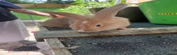 Continental Giant rabbits for sale: gorgeous continental giantxFrench lop READY TO GO - Advert 1