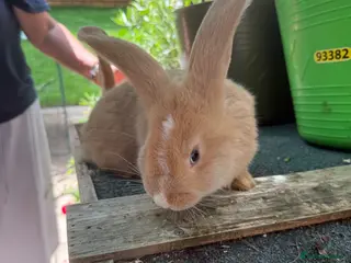Continental Giant rabbits gorgeous continental giantxFrench lop READY TO GO - Advert 1