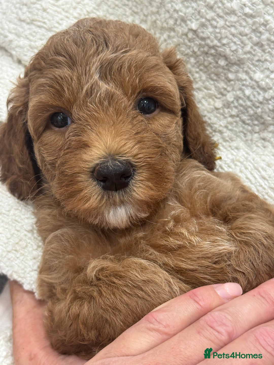 Australian Labradoodle dogs for sale: Australian Labradoodle puppies Multigen  - Image 5