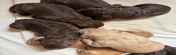 Labradoodle dogs for sale:  Cream Multigenerational Labradoodle Boy  - Advert 20