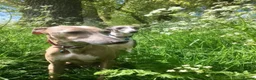 Italian Greyhound dogs for sale: 7/8 Italian Greyhound, 1/8 Whippet Puppies Due - Advert 2