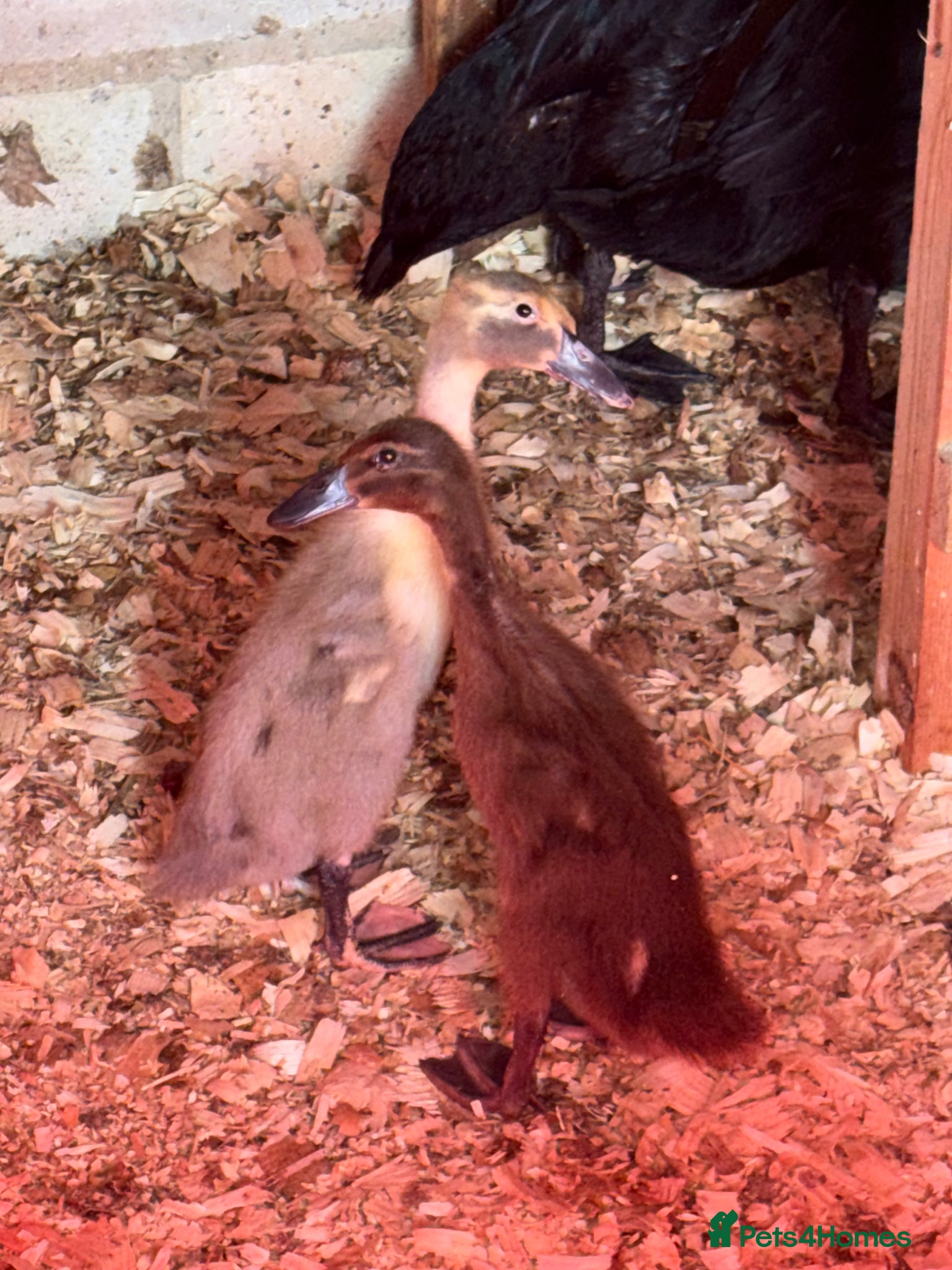 Ducks poultry 2 Indian runner ducklings  - Advert 2