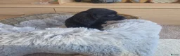 Cocker Spaniel dogs for sale: Working type Cocker Spaniels Ready now - Advert 6