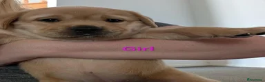 Labrador Retriever 5
