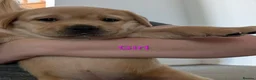 Labrador Retriever dogs for sale: Up-still  labrador retriever - Advert 3