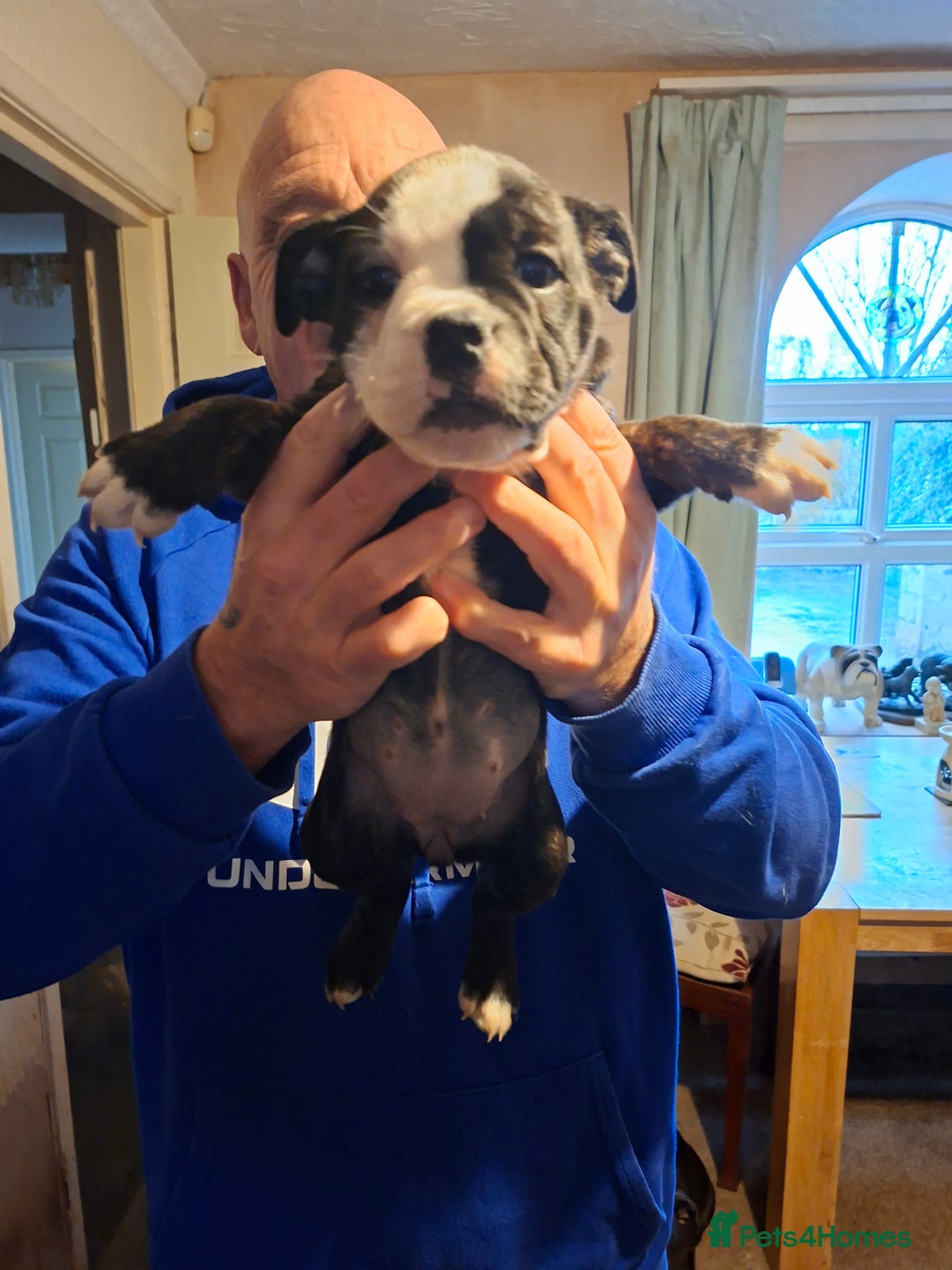 Mixed Breed dogs for sale: Big beautiful Bull Staffs  - Advert 5